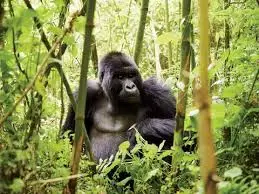 3 Days Rwanda Gorilla Tour and Dian Fossey tomb Hike | Kizza Adventure